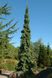 Ялина канадська Пендула (Picea glauca Pendula) - 175-200 см 701912511916 фото 2