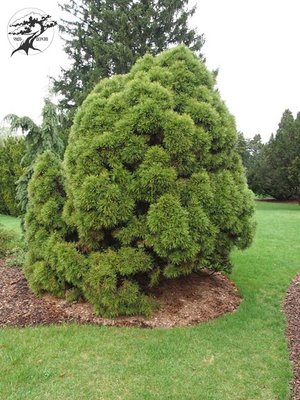 Сосна звичайна "Globosa Viridis" (Pinus sylvestris  "Globosa Viridis") - 40-60 см 695266984807 фото