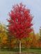 Клен Фрімана Отомн Блейз (Acer Freemanii Autumn Blaze) - 300+ см 695266984932 фото 5