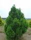 Сосна звичайна "Globosa Viridis" (Pinus sylvestris  "Globosa Viridis") - 40-60 см 695266984807 фото 2