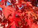 Клен Фрімана Отомн Блейз (Acer Freemanii Autumn Blaze) - 300+ см 695266984932 фото 2