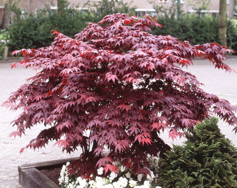 Клен пальмолистий Блудгуд (Acer palmatum Bloodgood) - 175-200 см 695266984915 фото