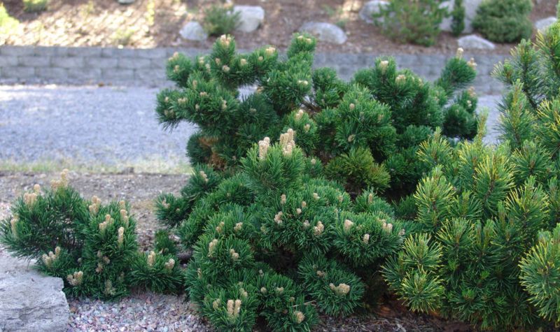 Сосна гірська Якобсен (Pinus mugo 'Jacobsen') - 30-40 см 695266984790 фото