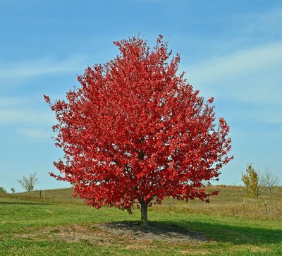 Клен червоний Ред сансет (Acer rubrum Red Sunset) - 300-400 см 695266984933 фото