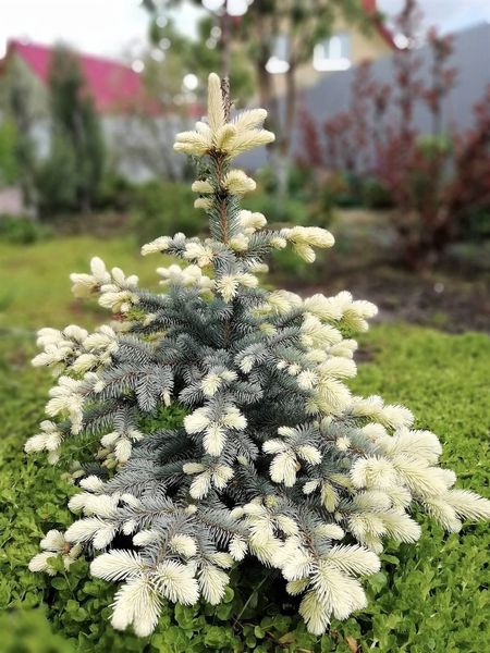 Ялина колюча Бялобок (Picea pungens Bialobok) - 30-40 см 701912511918 фото