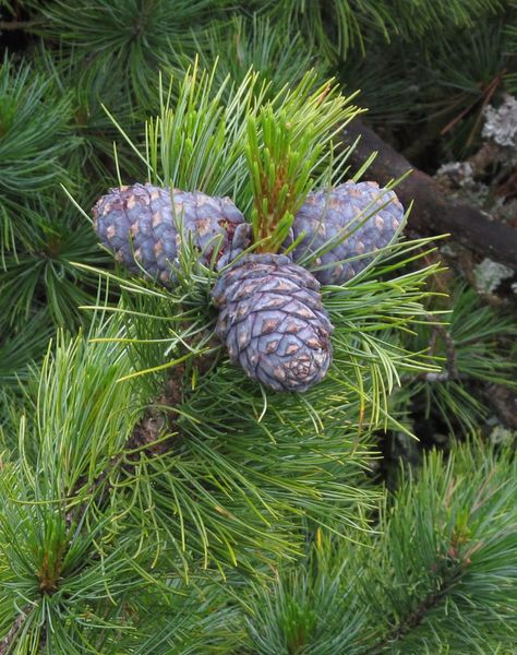 Cосна кедрова європейська (Pinus cembra) - 150-170 см 695266984808 фото