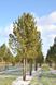 Cосна кедрова європейська (Pinus cembra) - 150-170 см 695266984808 фото 1