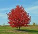 Клен червоний Ред сансет (Acer rubrum Red Sunset) - 300-400 см 695266984933 фото 1