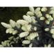 Ялина колюча Бялобок (Picea pungens Bialobok) - 30-40 см 701912511918 фото 2