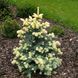 Ялина колюча Бялобок (Picea pungens Bialobok) - 30-40 см 701912511918 фото 1