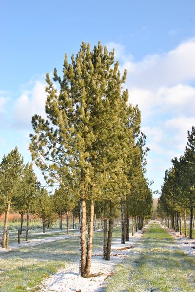 Cосна кедрова європейська extra (Pinus cembra extra) - 100-120 см 695266984809 фото