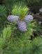 Cосна кедрова європейська extra (Pinus cembra extra) - 100-120 см 695266984809 фото 1