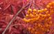 Горобина Фланрок (Sorbus aucuparia Flarnock) - 300-350 см 695266984884 фото 3