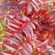 Горобина Фланрок (Sorbus aucuparia Flarnock) - 300-350 см 695266984884 фото 4