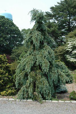 Псевдотсуга Мензіса "Glauca" 175-200 см 280220261034 фото