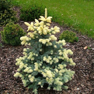 Ялина колюча Майголд (Picea pungens Maigold) - 150-175 см 701912511920 фото