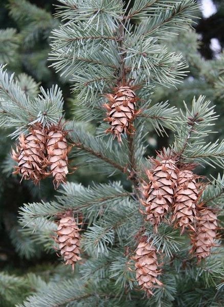 Псевдотсуга Мензіса "Glauca" 175-200 см 280220261034 фото
