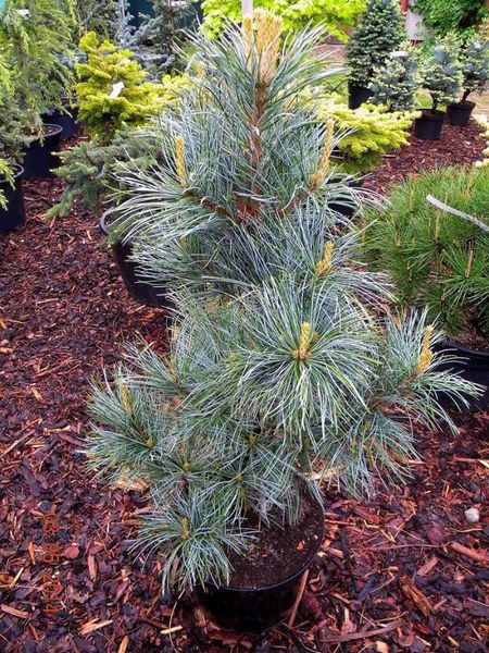 Сосна корейська Silveray (Pinus koreansis Silveray) - 150 см 695266984810 фото