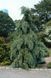 Псевдотсуга Мензіса "Glauca" 175-200 см 280220261034 фото 1