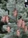 Псевдотсуга Мензіса "Glauca" 175-200 см 280220261034 фото 2