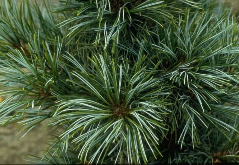 Сосна корейська Silveray (Pinus koreansis Silveray) - 150 см 695266984810 фото