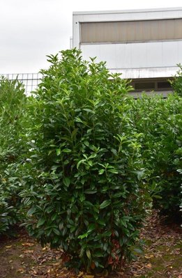 Лавровишня Генолія (Prunus laurocerasus 'Genolia') - 100-125 см 695266984936 фото