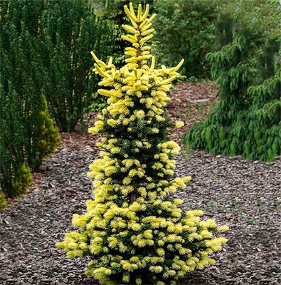 Ялина колюча Майголд (Picea pungens Maigold) - 175-200 см 701912511921 фото