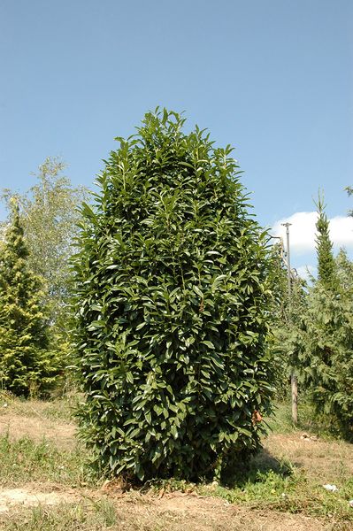 Лавровишня Генолія (Prunus laurocerasus 'Genolia') - 100-125 см 695266984936 фото
