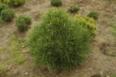 Сосна чорна ‘Spielberg’ (Pinus nigra 'Spielberg') - 60-80 см 299955633961 фото