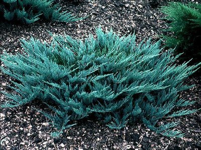 Ялівець горизонтальний Blue chip (Juniperus horisontalis Blue chip) - 20-30 см 982094185161 фото