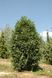 Лавровишня Генолія (Prunus laurocerasus 'Genolia') - 100-125 см 695266984936 фото 3