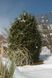 Лавровишня Генолія (Prunus laurocerasus 'Genolia') - 100-125 см 695266984936 фото 2