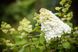 Гортензія Лайм лайт (Hydrangea paniculata Limelight) - 40 см 695266984886 фото 5