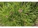 Сосна Марі Брегон (Pinus Marie Bregon) - 60см 695266984811 фото 3