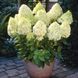 Гортензія Лайм лайт (Hydrangea paniculata Limelight) - 40 см 695266984886 фото 1