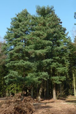 Сосна румелійська (Pinus peuce) - 150+ см 695266984812 фото