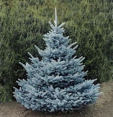 Ялина колюча Блу Даймонд extra (Picea pungens 'Blue Diamond') - 175-200 см 692266984771 фото