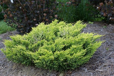 Ялівець горизонтальний Limeglow (Juniperus horisontalis Limeglow) - 25-30 см 106783935261 фото