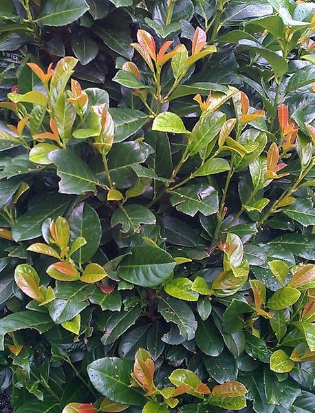 Лавровишня Етна (Prunus laurocerasus 'Etna') - 100-125 см 695266984937 фото