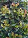 Лавровишня Етна (Prunus laurocerasus 'Etna') - 100-125 см 695266984937 фото 3