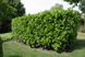 Лавровишня Етна (Prunus laurocerasus 'Etna') - 100-125 см 695266984937 фото 1