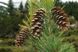Сосна румелійська (Pinus peuce) - 150+ см 695266984812 фото 2