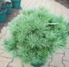 Сосна стробус Minima 40-50 см 280220261103 фото 1