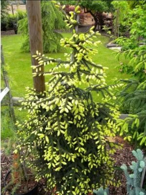 Ялина східна Aureospicata (Picea orientalis Aureospicata) - 275-300 см 695263984773 фото