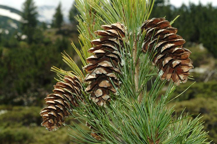 Сосна румелійська (Pinus peuce) - 125-150 см 695266984813 фото