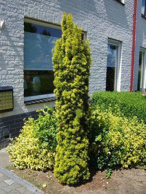 Тис ягідний Fastigiata Aurea - 180-200 см 903389005521 фото