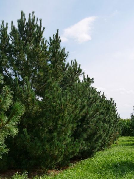 Сосна румелійська (Pinus peuce) - 150-175 см 695266984814 фото