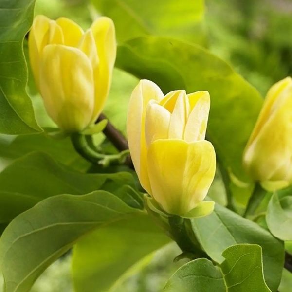 Магнолія Єлоу бьорд (Magnolia Yellow bird) - 150 см 695266984939 фото
