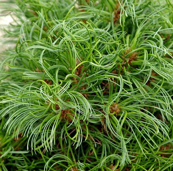 Сосна стробус Грінтвіст (Pinus strobus ‘Green Twist) - 40-60 см 695266984815 фото