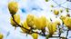 Магнолія Єлоу бьорд штамб (Magnolia Yellow bird) - 175-200 см 695266984940 фото 3